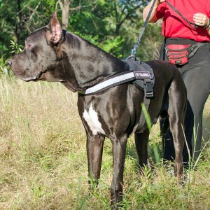 Нейлоновая шлейка со светоотражающей лентой для немецкого дога